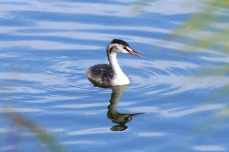 Re: Ya llegaron los cormoranes. 